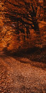 Nature,Trees,Autumn,Forest,Path,Fallen Leaves,Fallen Foliage