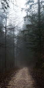 Nature,Forêt,Flâner,Arbres,Brouillard,Promenade,Chemin,Automne