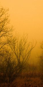 Nature,Forêt,Brouillard,Arbres,Brume,Nu,Automne