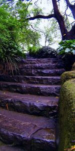 Nature,Trees,Autumn,Ladder,Moss,Foliage,Stairs