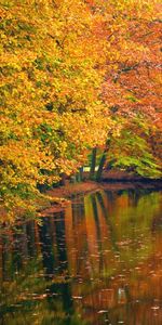 Nature,Arbres,Paysage,Automne