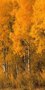 Nature,Trees,Autumn,Leaves,Birches,Bush,Crown,Crowns