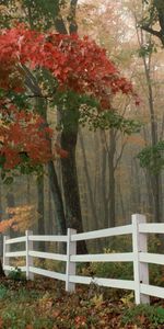 Nature,Trees,Autumn,Leaves,Fence