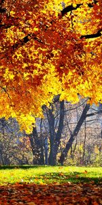 Feuilles,Nature,Arbres,Paysage,Automne