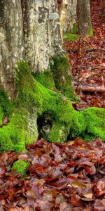 Nature,Trees,Autumn,Leaves,Moss,Roots,October