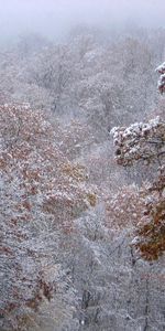 Nature,Trees,Autumn,Leaves,Snow