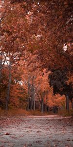 Árboles,Otoño,Parque,Naturaleza,Follaje,El Parque