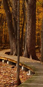 Árboles,Otoño,Parque,Naturaleza,Follaje,El Parque