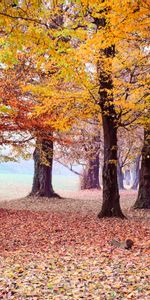 Parc,Nature,Arbres,Le Parc,Feuillage,Automne