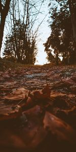 Nature,Trees,Autumn,Path,Dry,Foliage