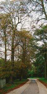 Nature,Trees,Autumn,Path,Paris,Park