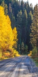 Nature,Route,Forêt,Arbres,Automne