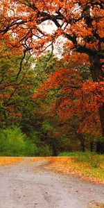 Nature,Trees,Autumn,Road,Forest,Path,Trail,Crossroads,Crossroad