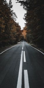 Route,Balisage,Asphalte,Arbres,Nature,Automne