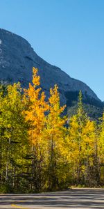 Nature,Trees,Autumn,Road,Slope