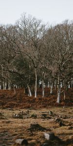 Naturaleza,Otoño,Tocones,Árboles