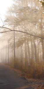 Nature,Trees,Autumn,Sun,Shine,Light,Silhouette,Branch,Haze,Track