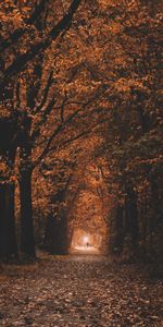 Nature,Trees,Autumn,Track,Tunnel