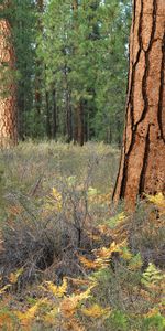 Naturaleza,Árboles,Bosque,Ladrar,Corteza,Grietas,Grieta