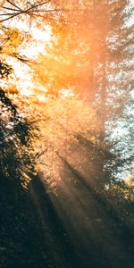 Nature,Trees,Beams,Rays,Branches,Sunlight