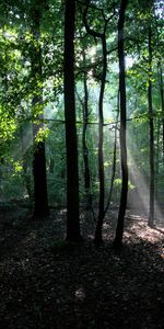 Nature,Trees,Beams,Rays,Forest,Branches