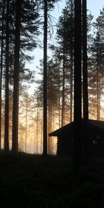 Nature,Trees,Beams,Rays,Forest,Hut,House