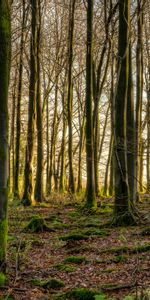 Nature,Trees,Beams,Rays,Forest,Moss