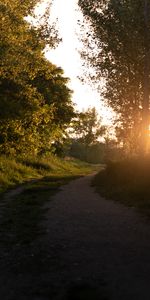 Árboles,Puesta Del Sol,Vigas,Rayos,Camino,Bosque,Naturaleza