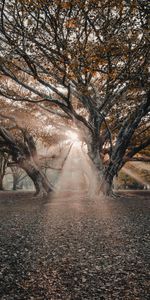 Nature,Trees,Beams,Rays,Sunlight