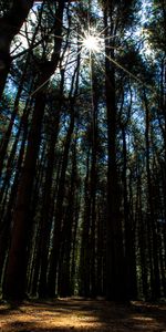 Nature,Trees,Beams,Rays,Sunlight,Forest,Stroll