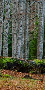 Nature,Trees,Birches,Moss,Forest