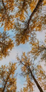 Nature,Trees,Bottom View,Autumn