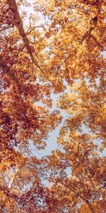 Nature,Trees,Bottom View,Autumn