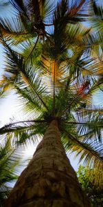 Nature,Trees,Bottom View,Palms,Leaves