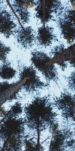 Les Troncs,Slip,Vue De Dessous,Vue De Bas,Branches,Branche,Arbres,Nature