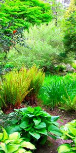 Nature,Trees,Branches,Branch,Track,Garden,Brightly,Fern