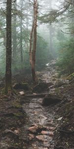 Nature,Trees,Branches,Brook,Creek,Elevation