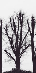 Nature,Trees,Branches,Bw,Chb,Aesthetic