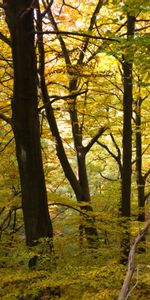 Branches,Arbres,Forêt,Nature,Automne