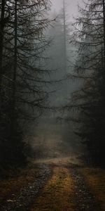 Branches,Forêt,Nature,Brouillard,Chemin,Arbres,Automne,Sombre