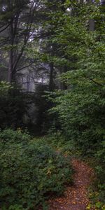 Nature,Forêt,Arbres,Branches,Chemin