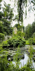 Árboles,Parque,Sucursales,Ramas,Paisaje,Naturaleza,Estanque,El Parque