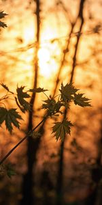 Nature,Trees,Branches,Sunlight,Maple,Leaves