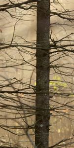 Arbres,Feuilles,Nature,Branches,Tronc