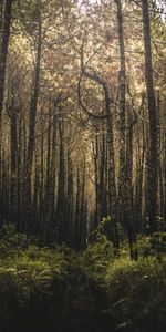 Forêt,Branches,Nature,Arbres,Végétation