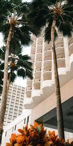 Imeuble,Bâtiment,Arbres,Nature,Palms,Plantes