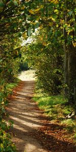 Nature,Trees,Bush,Branches,Path