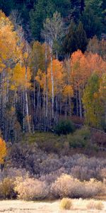 Nature,Trees,Bush,Forest,Autumn