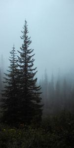 Brouillard,Épicéa,Buissons,Sapin,Nature,Arbres,Forêt