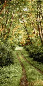 Naturaleza,Arbusto,Camino,Bosque,Árboles